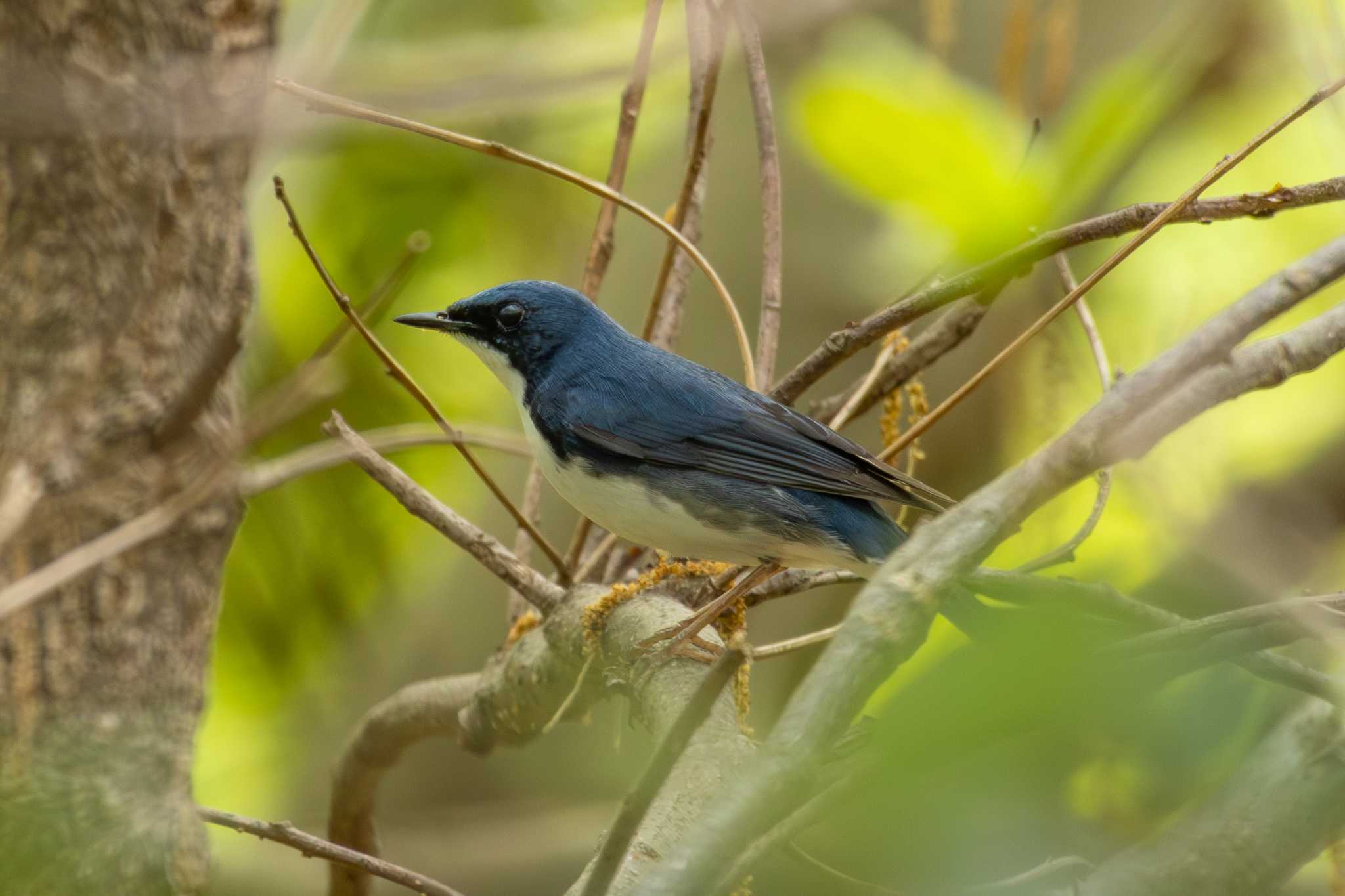 Photo of Siberian Blue Robin at 芦屋市総合公園 by zetsubouteacher