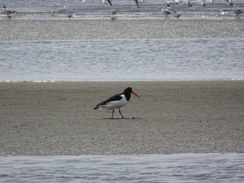 Eurasian Oystercatcher Sambanze Tideland Sat, 4/20/2024