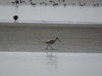 オオソリハシシギ ふなばし三番瀬海浜公園 2024年4月20日(土)