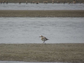 Grey Plover Sambanze Tideland Sat, 4/20/2024