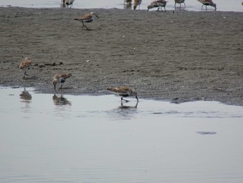 Dunlin Sambanze Tideland Sat, 4/20/2024