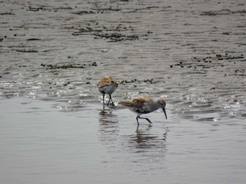 ハマシギ ふなばし三番瀬海浜公園 2024年4月20日(土)