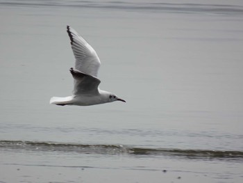 ユリカモメ ふなばし三番瀬海浜公園 2024年4月20日(土)