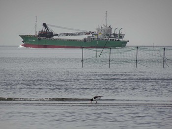 Eurasian Oystercatcher Sambanze Tideland Sat, 4/20/2024