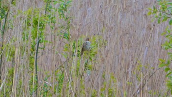 2024年4月21日(日) 平城宮跡の野鳥観察記録