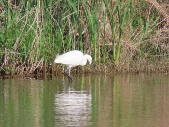 Little Egret 鴨川 Sat, 4/20/2024