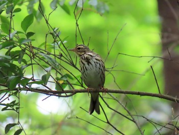 Olive-backed Pipit Kyoto Gyoen Sat, 4/20/2024