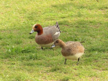 Eurasian Wigeon 鴨川 Sat, 4/20/2024