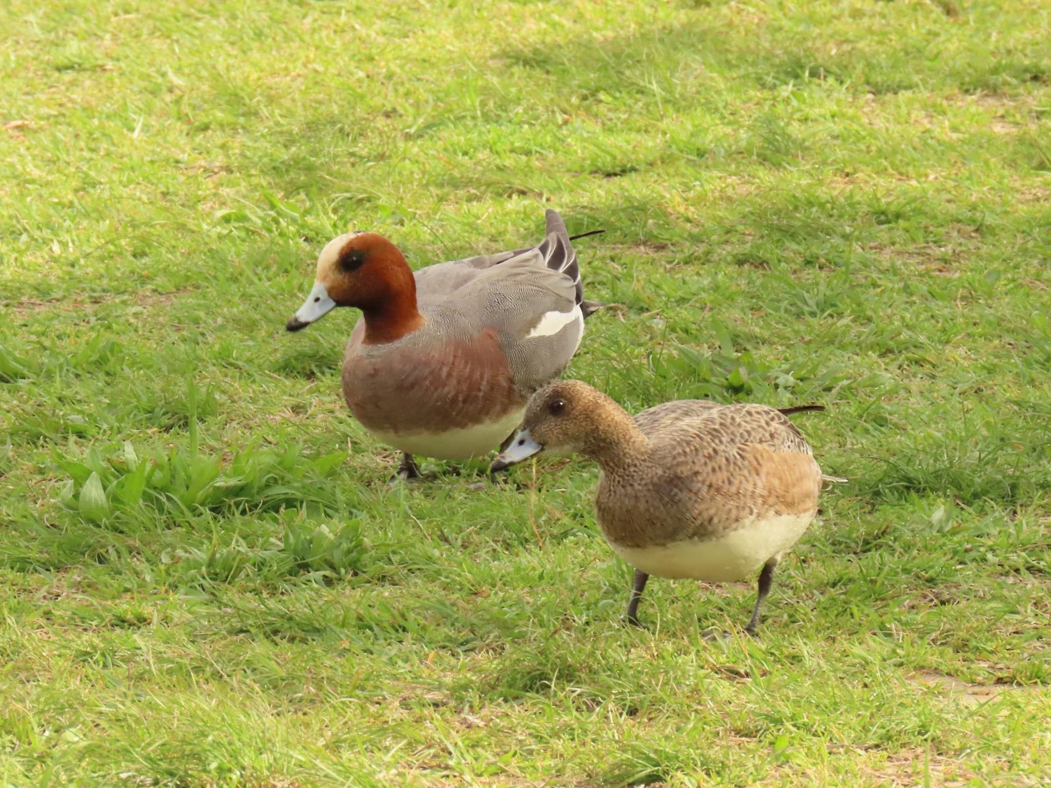 Eurasian Wigeon