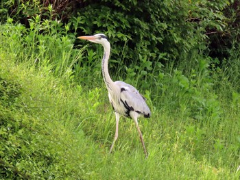 Grey Heron 鴨川 Sat, 4/20/2024