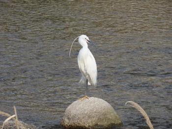 Little Egret 鴨川 Sat, 4/20/2024