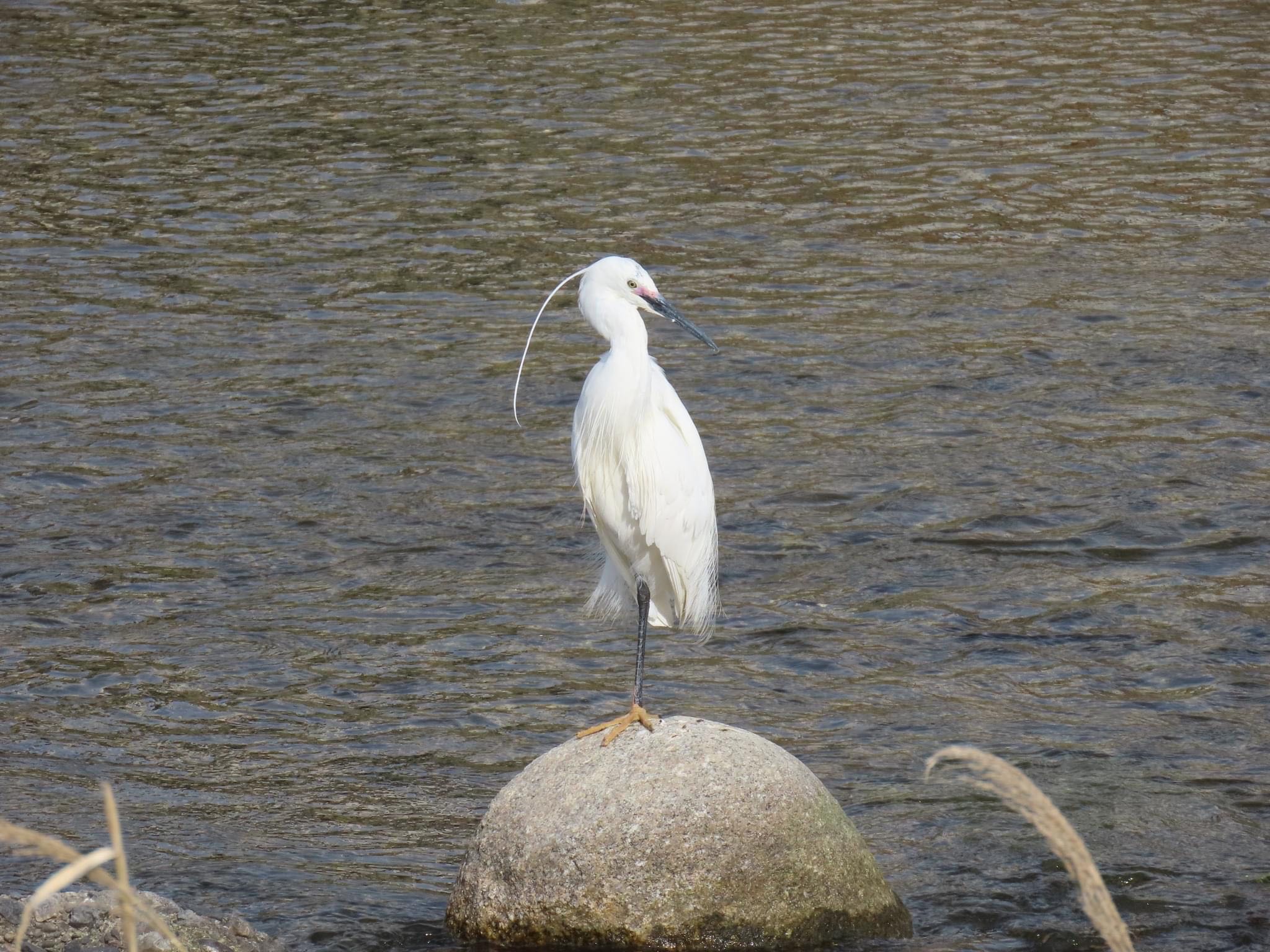 Little Egret