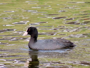 Eurasian Coot 鴨川 Sat, 4/20/2024