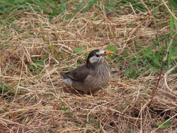 White-cheeked Starling 鴨川 Sat, 4/20/2024