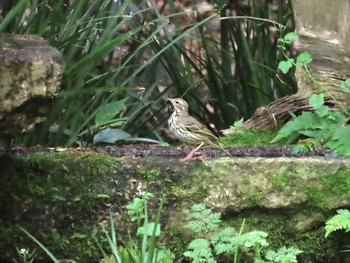 Olive-backed Pipit Kyoto Gyoen Sat, 4/20/2024