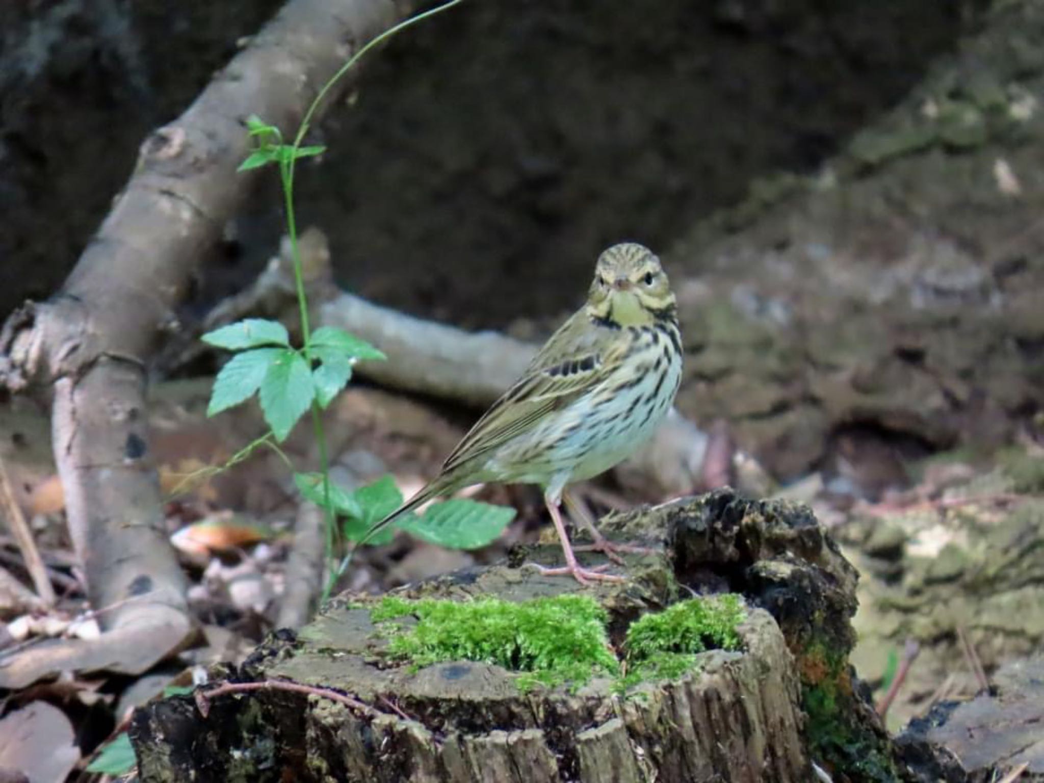 Photo of Olive-backed Pipit at Kyoto Gyoen by えりにゃん店長