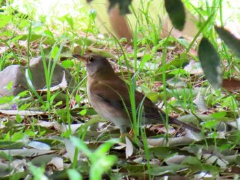 Pale Thrush Kyoto Gyoen Sat, 4/20/2024