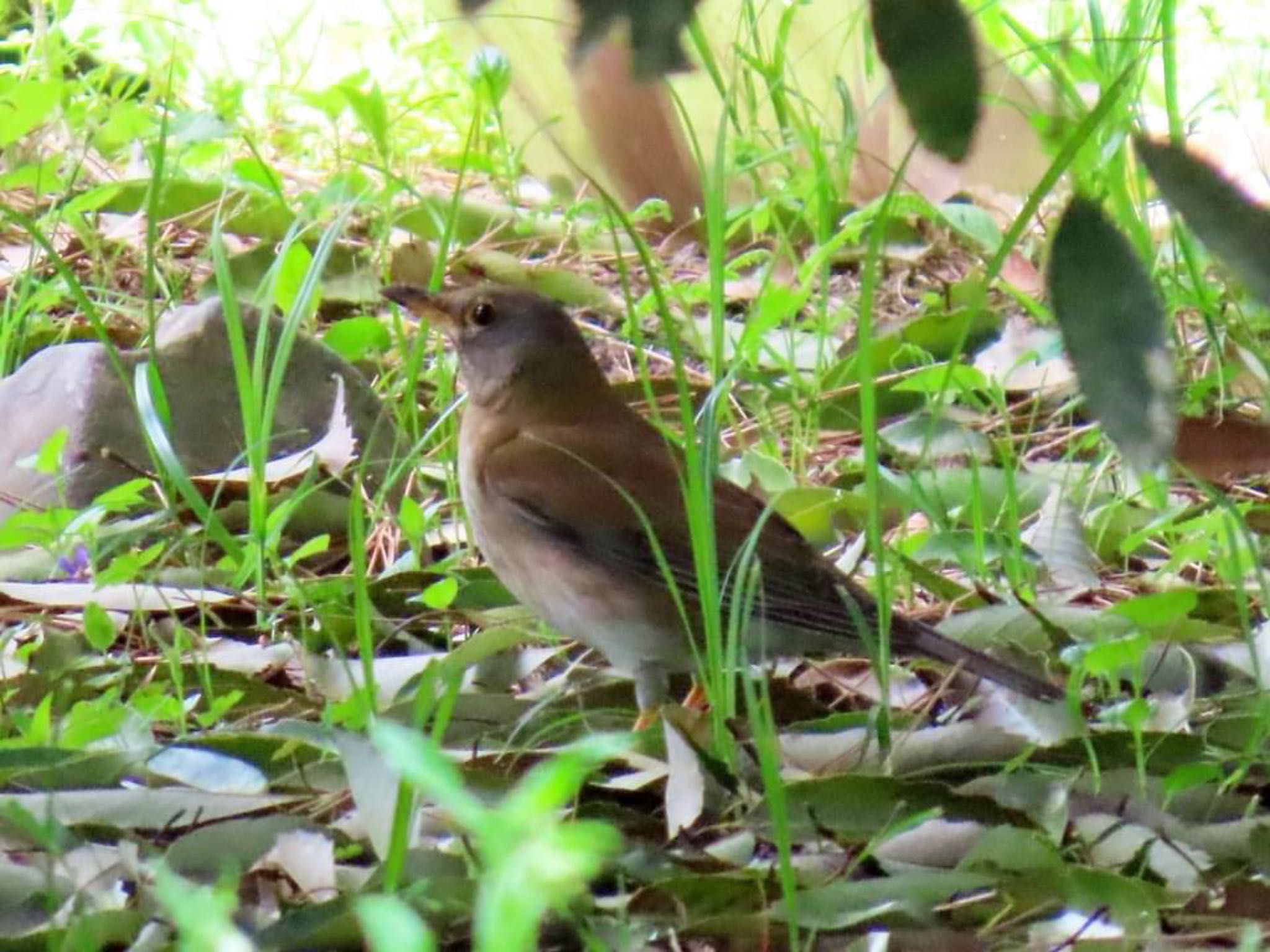 Photo of Pale Thrush at Kyoto Gyoen by えりにゃん店長