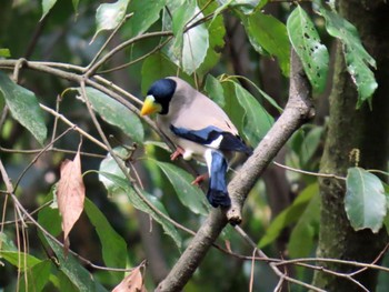 Japanese Grosbeak Kyoto Gyoen Sat, 4/20/2024