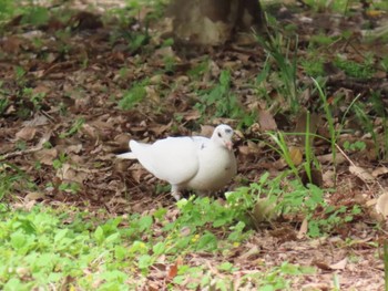 Rock Dove Kyoto Gyoen Sat, 4/20/2024