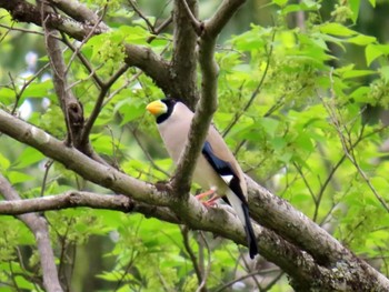 Japanese Grosbeak Kyoto Gyoen Sat, 4/20/2024