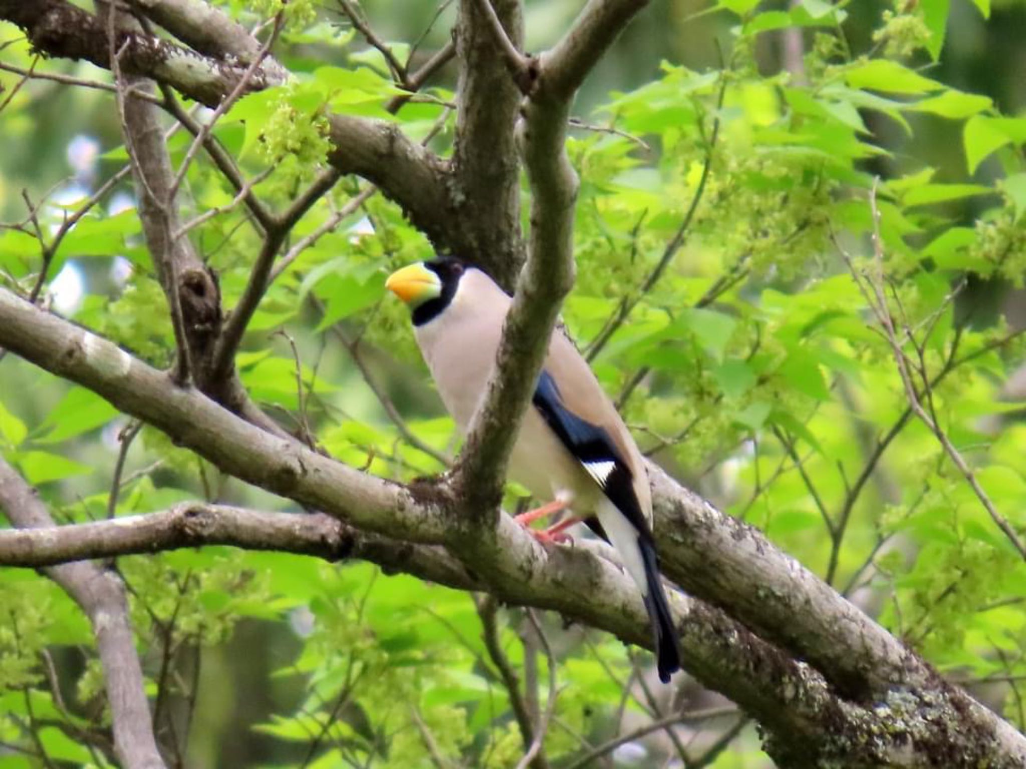 Japanese Grosbeak