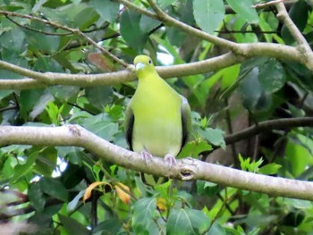 White-bellied Green Pigeon Kyoto Gyoen Sat, 4/20/2024