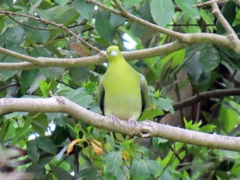 White-bellied Green Pigeon Kyoto Gyoen Sat, 4/20/2024