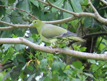 White-bellied Green Pigeon Kyoto Gyoen Sat, 4/20/2024