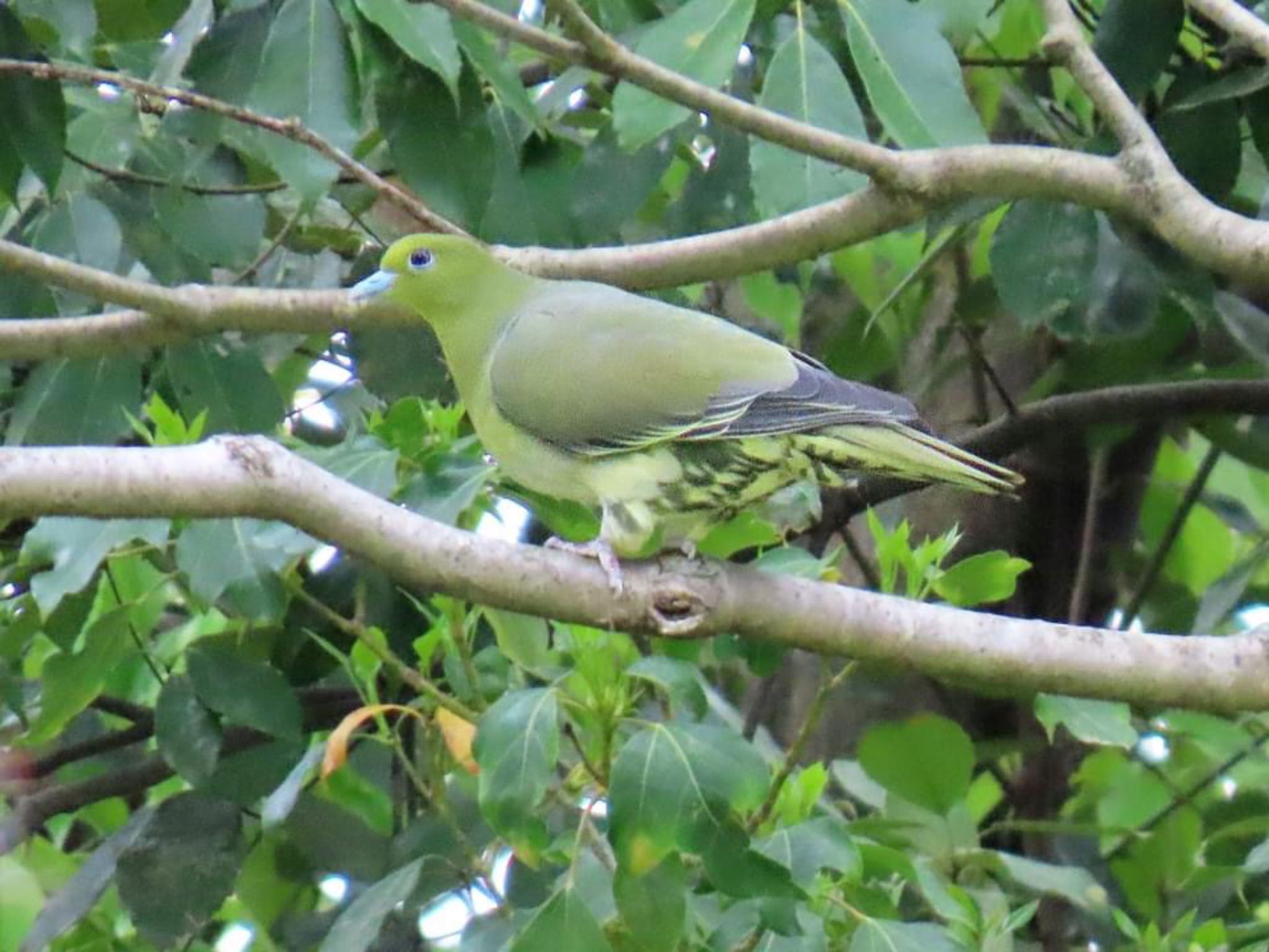 Photo of White-bellied Green Pigeon at Kyoto Gyoen by えりにゃん店長