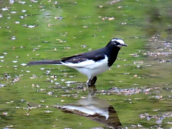 Japanese Wagtail Kyoto Gyoen Sat, 4/20/2024