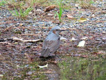 Brown-eared Bulbul Kyoto Gyoen Sat, 4/20/2024