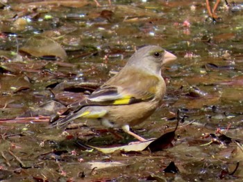 Grey-capped Greenfinch Kyoto Gyoen Sat, 4/20/2024