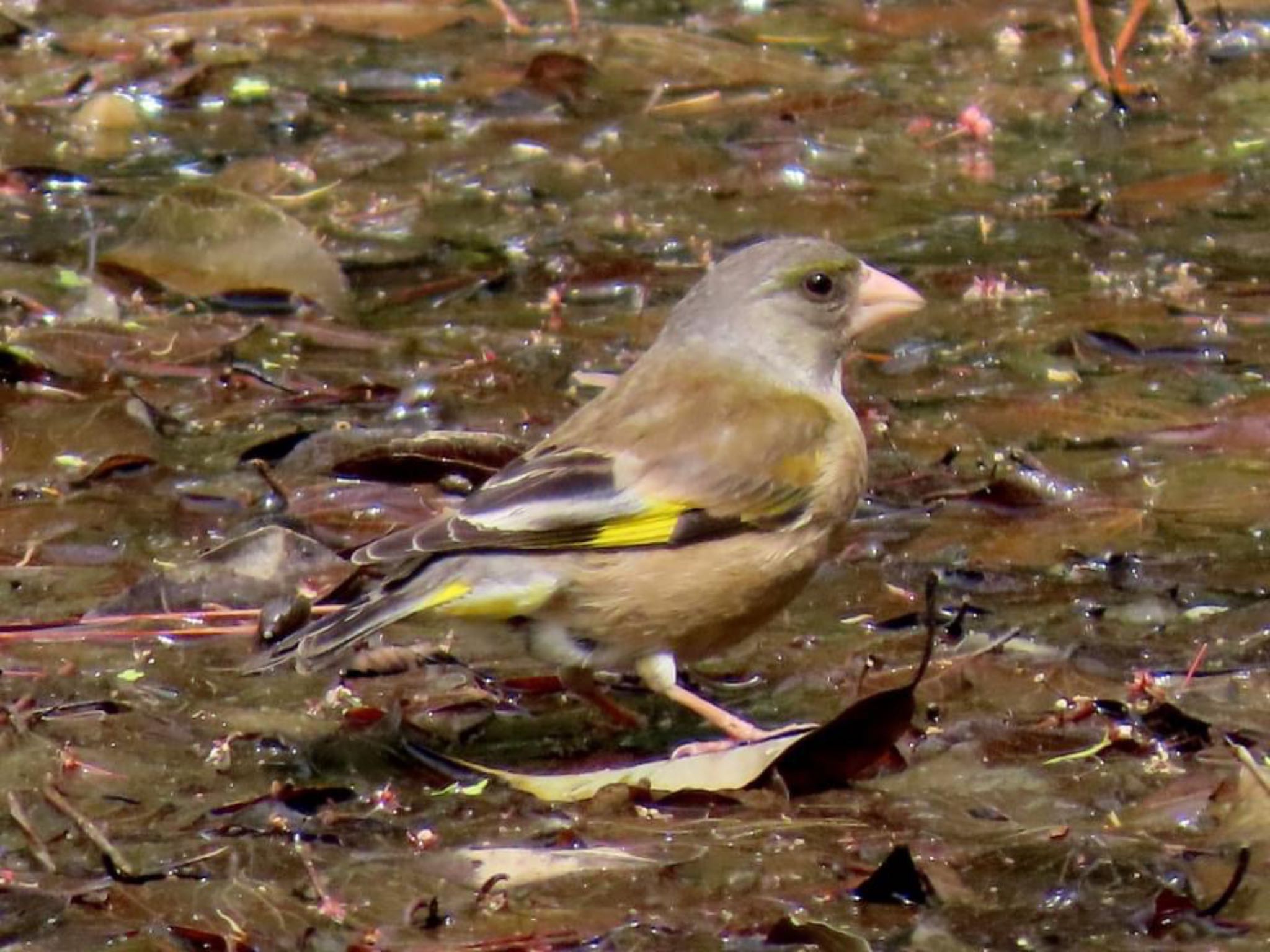 Photo of Grey-capped Greenfinch at Kyoto Gyoen by えりにゃん店長