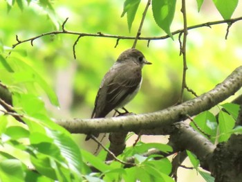 Asian Brown Flycatcher Kyoto Gyoen Sat, 4/20/2024