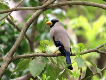 Japanese Grosbeak Kyoto Gyoen Sat, 4/20/2024