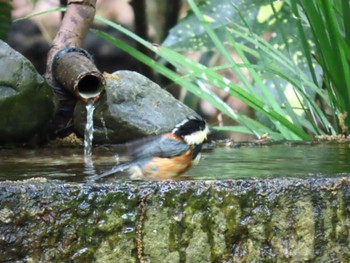 Varied Tit Kyoto Gyoen Sat, 4/20/2024