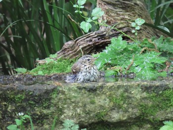 Olive-backed Pipit Kyoto Gyoen Sat, 4/20/2024