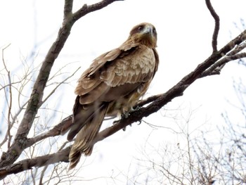 Black Kite 鴨川 Sat, 4/20/2024