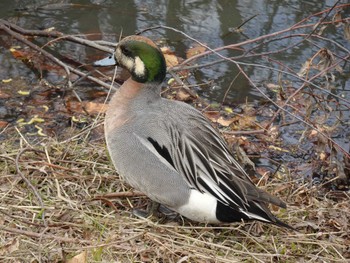 2024年3月20日(水) 水元公園の野鳥観察記録