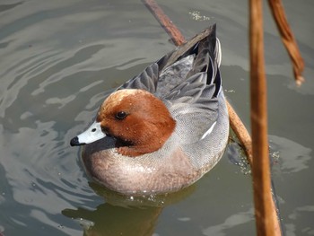 ヒドリガモ 水元公園 2024年3月20日(水)