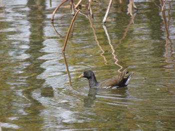 Eurasian Coot Mizumoto Park Wed, 3/20/2024