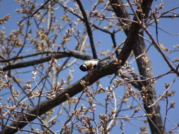 シジュウカラ 水元公園 2024年3月20日(水)