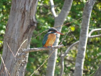 Common Kingfisher Mizumoto Park Wed, 3/20/2024