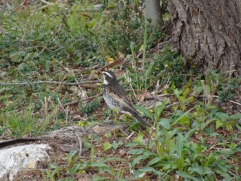 Dusky Thrush Mizumoto Park Wed, 3/20/2024