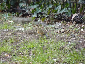 Red-flanked Bluetail Mizumoto Park Wed, 3/20/2024