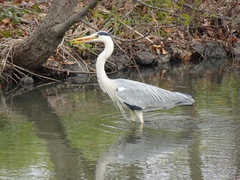 Grey Heron Mizumoto Park Wed, 3/20/2024