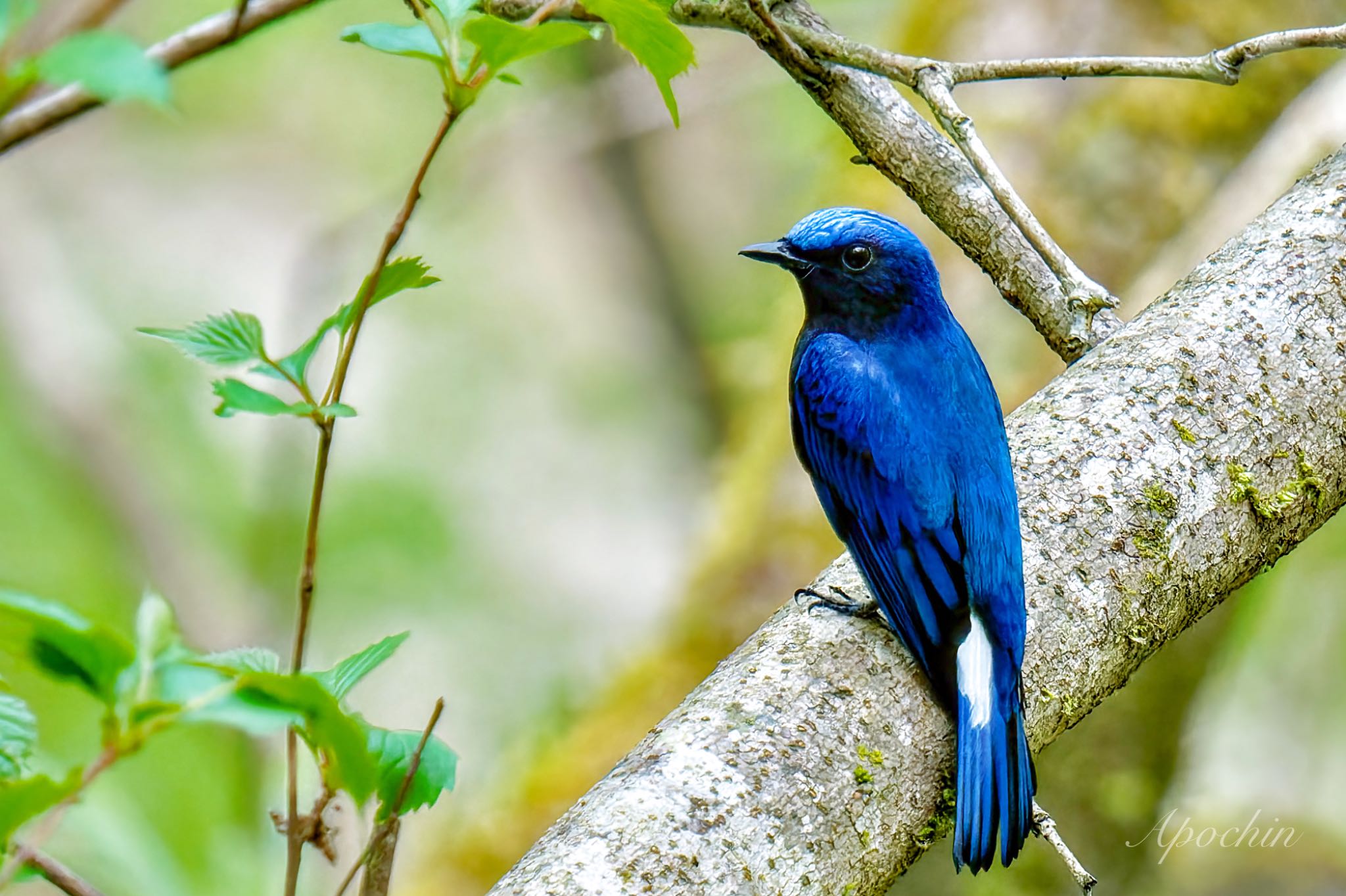 Photo of Blue-and-white Flycatcher at Hayatogawa Forest Road by アポちん