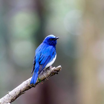 Blue-and-white Flycatcher Miyagi Kenminnomori Sun, 4/21/2024