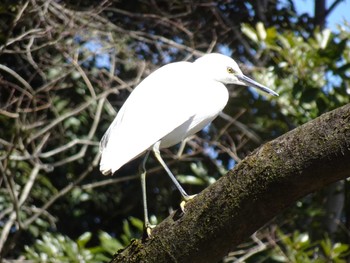 Little Egret 国立科学博物館附属自然教育園 (港区, 東京) Sat, 3/9/2024